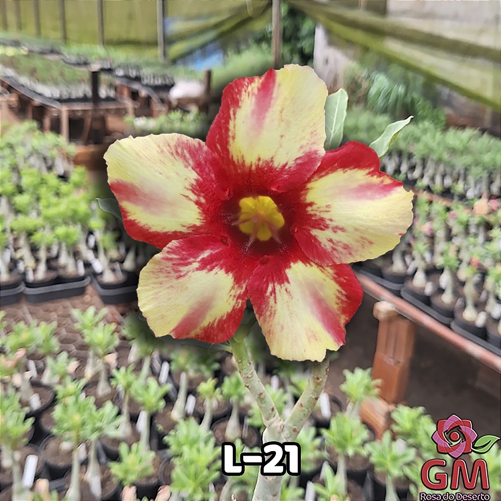0071 - Rosa do Deserto - L-21 ( IMPORTADA )