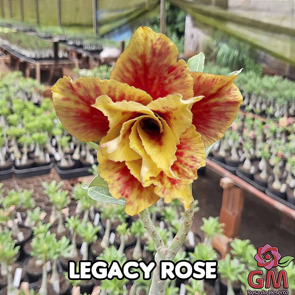 0184 - Rosa do Deserto - LEGACY ROSE