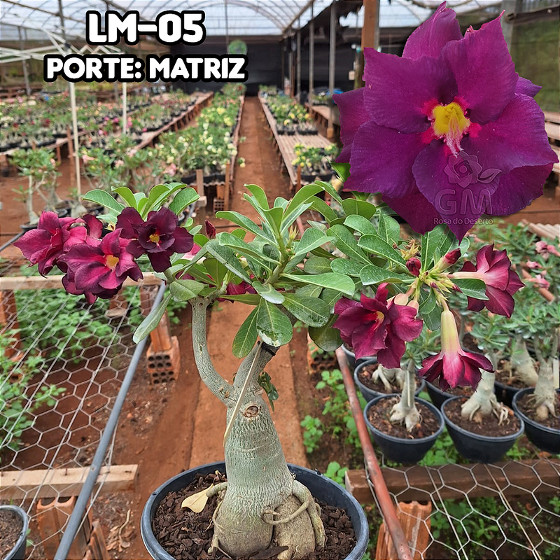 0439 - Rosa do Deserto - ENXERTO ADULTO -  LM 5