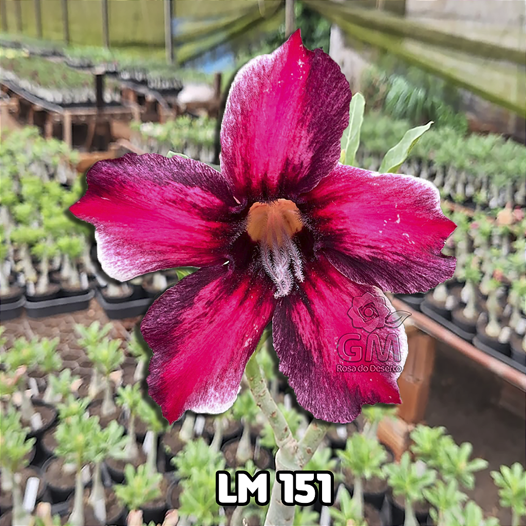 0179 - Rosa do Deserto - LM-151