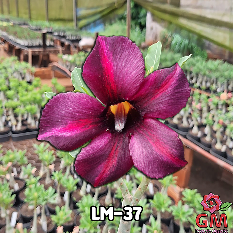 0170 - Rosa do Deserto - LM-37