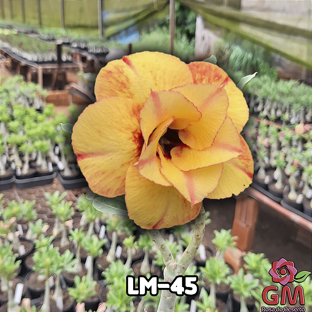 0164 - Rosa do Deserto - LM-45
