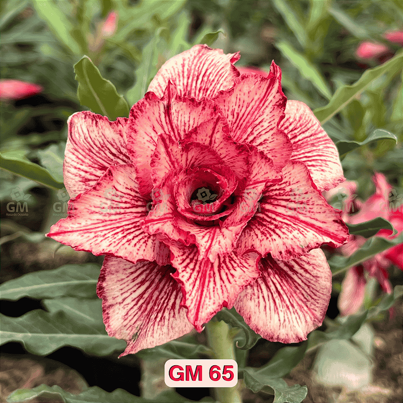 0321 - Rosa do Deserto - GM 65