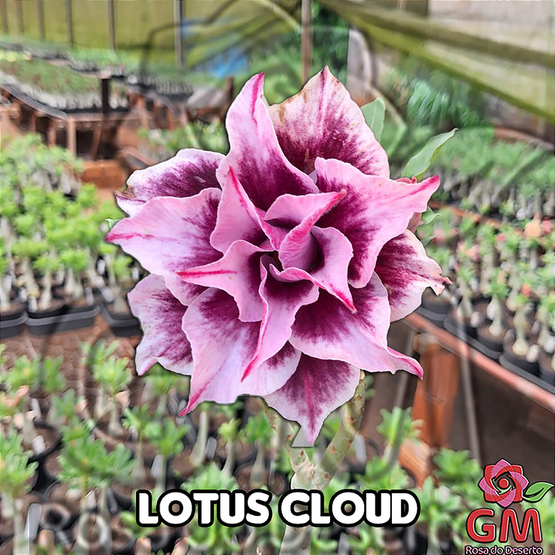0073 - Rosa do Deserto - LOTUS CLOUD