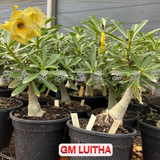 Rosa do Deserto - ENXERTO ADULTO - GM LUITHA