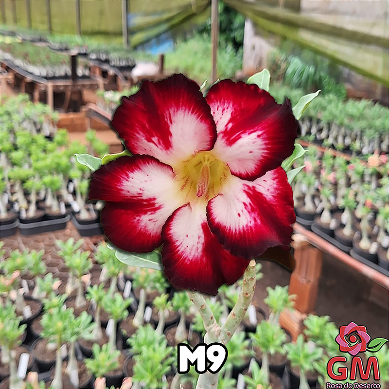 0186 - Rosa do Deserto - M9