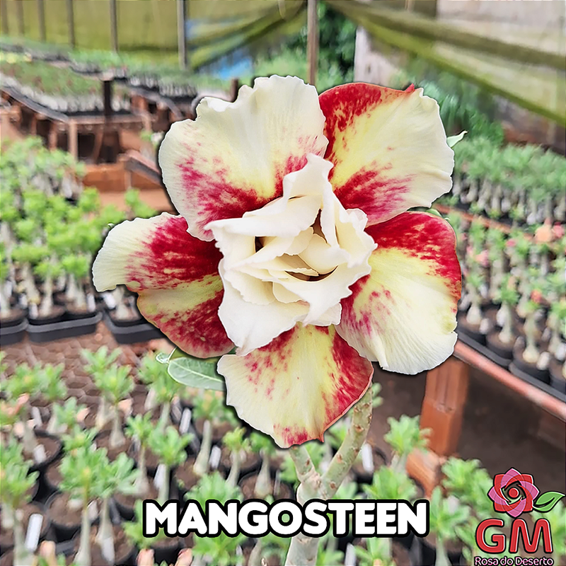 0191 - Rosa do Deserto - MANGOSTEEN