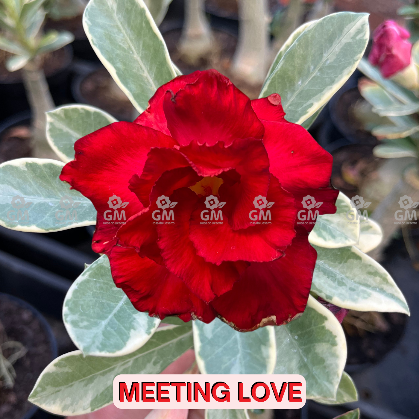 - Rosa do Deserto - MEETING LOVE ( VARIEGATA )