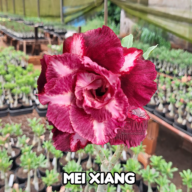 0070 - Rosa do Deserto - MEI XIANG