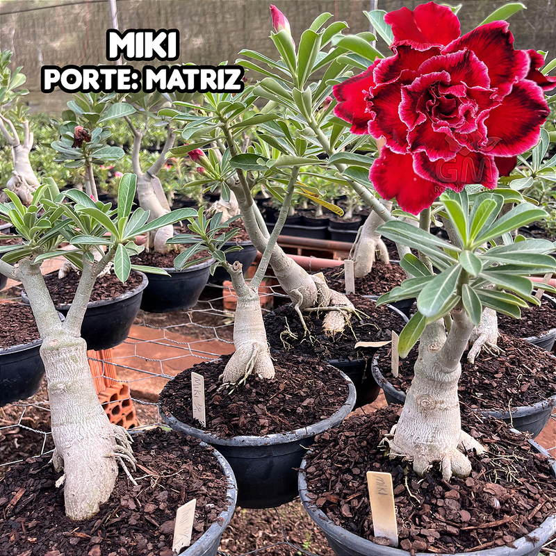 0459 - Rosa do Deserto - ENXERTO ADULTO  - MIKI