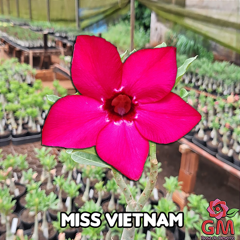 0074 - Rosa do Deserto - MISS VIETNAM