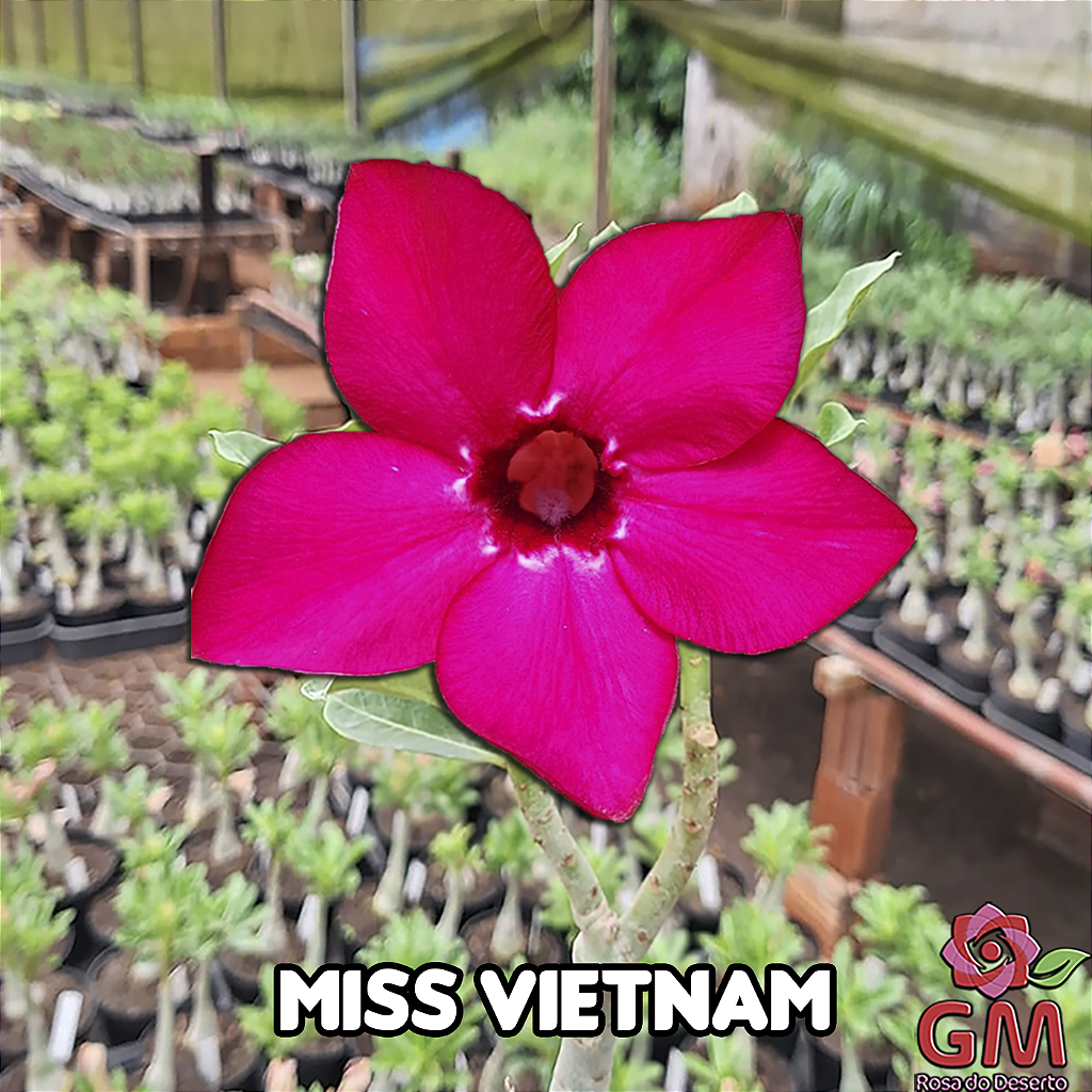 0074 - Rosa do Deserto - MISS VIETNAM