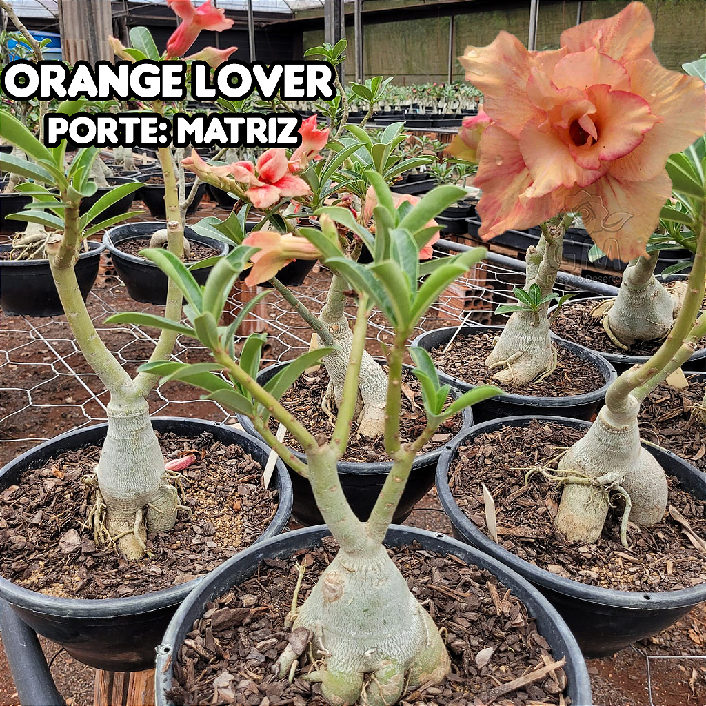 0363 - Rosa do Deserto - ENXERTO ADULTO - ORANGE LOVER