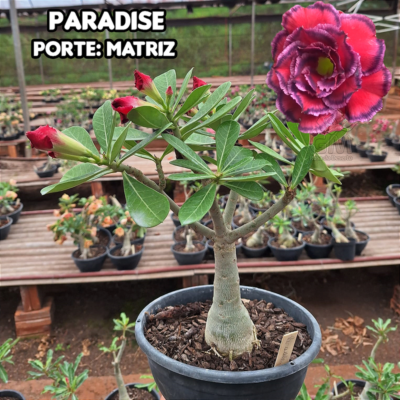 0445 - Rosa do Deserto - ENXERTO ADULTO - PARADISE