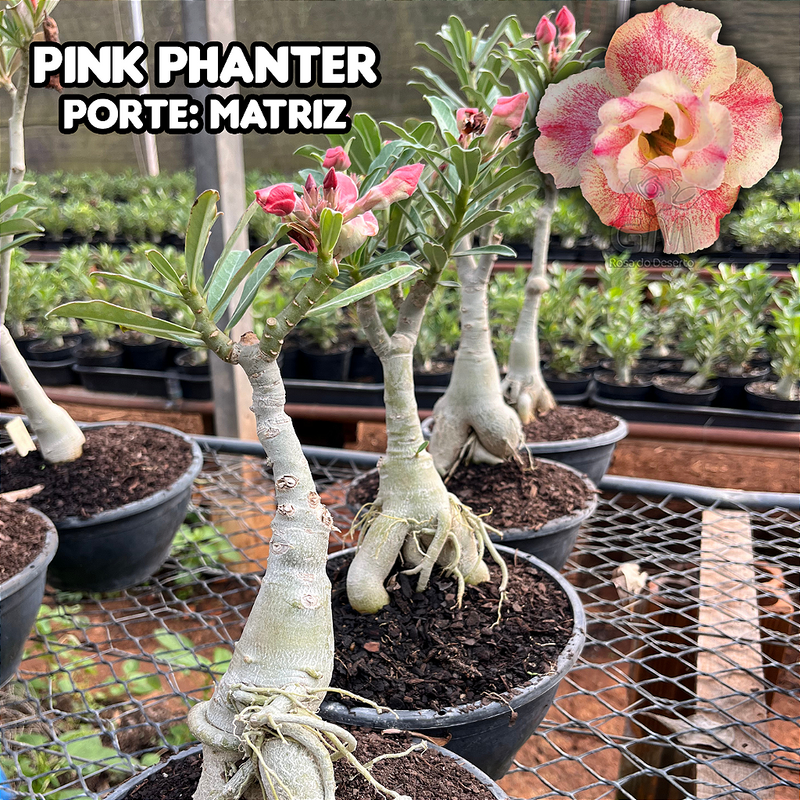 0463 - Rosa do Deserto - ENXERTO ADULTO  - PINK PHANTER