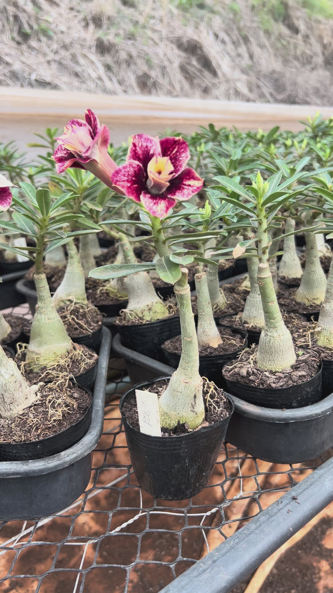 Rosa do Deserto - LM 827