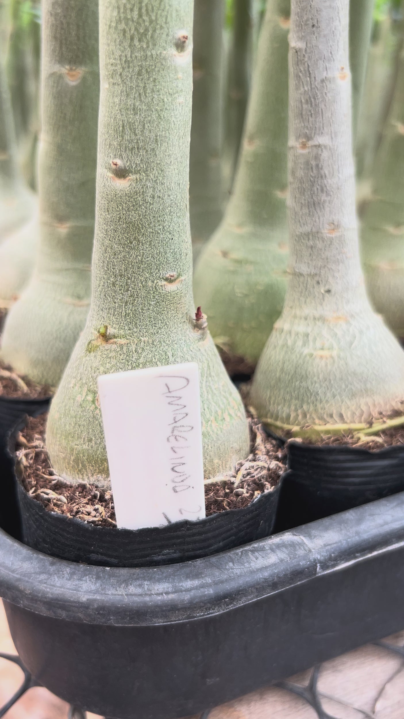 Rosa do Deserto - AMARELINDA