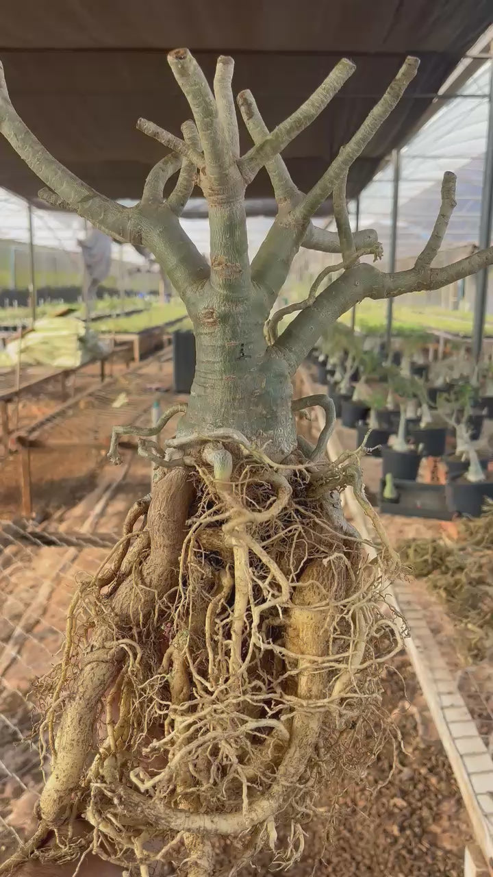 Rosa do Deserto - ARABICUM N°1
