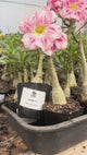0126 - Rosa do Deserto - CANAN 13
