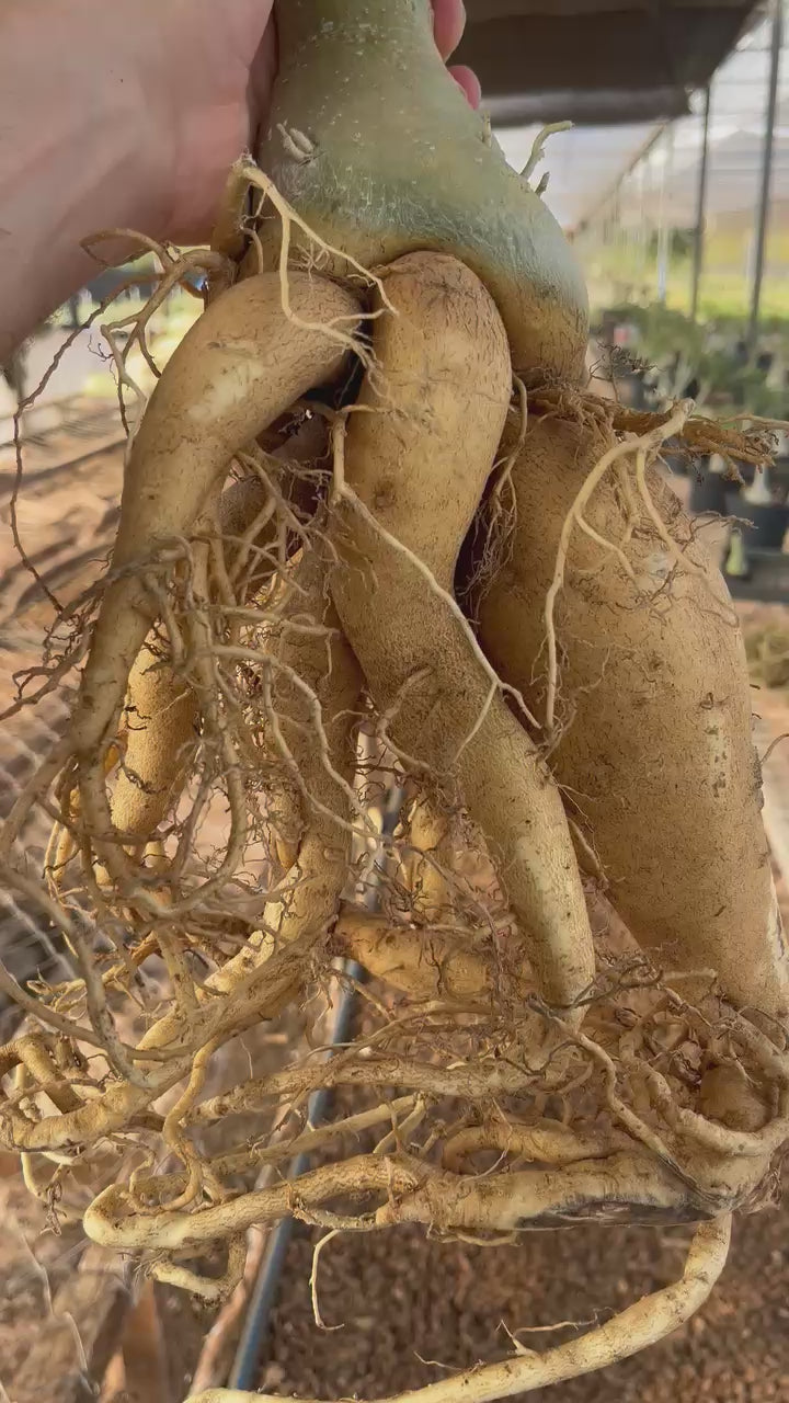 Rosa do Deserto - ARABICUM N°4