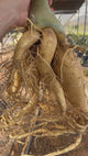 Rosa do Deserto - ARABICUM N°4