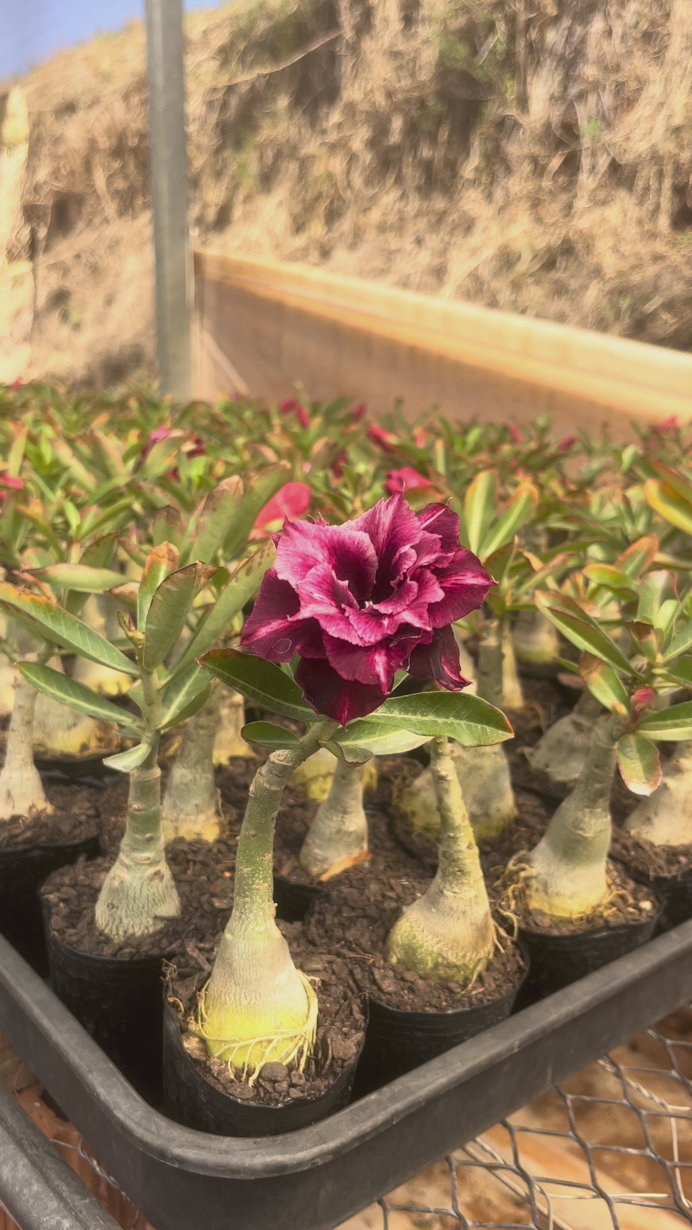 - Rosa do Deserto - YU JIAO ( FLOR GRANDE )