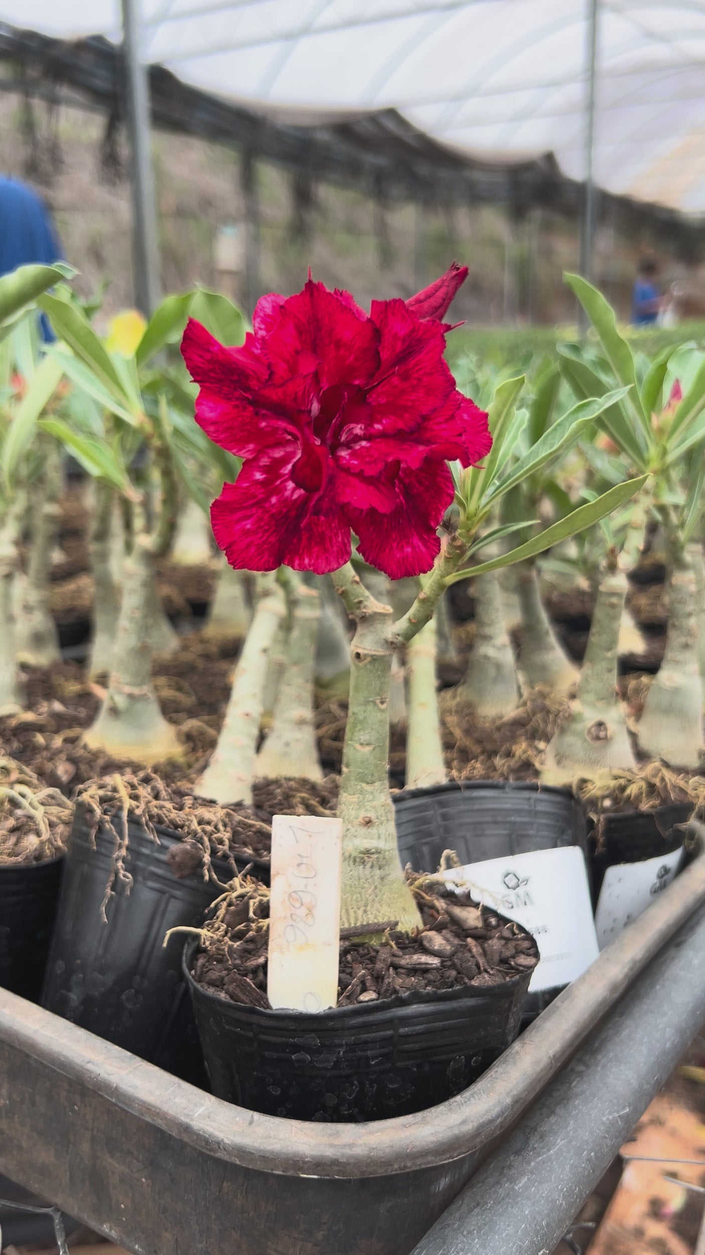 Rosa do Deserto - LM 686