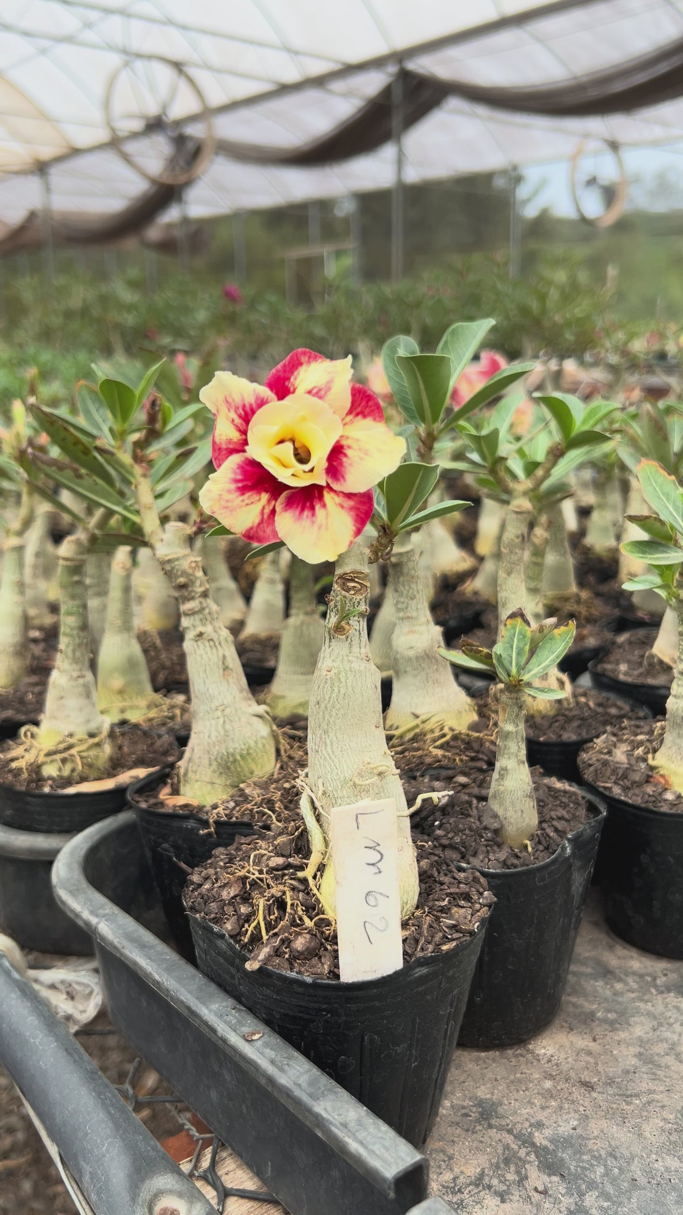 Rosa do Deserto - LM 62