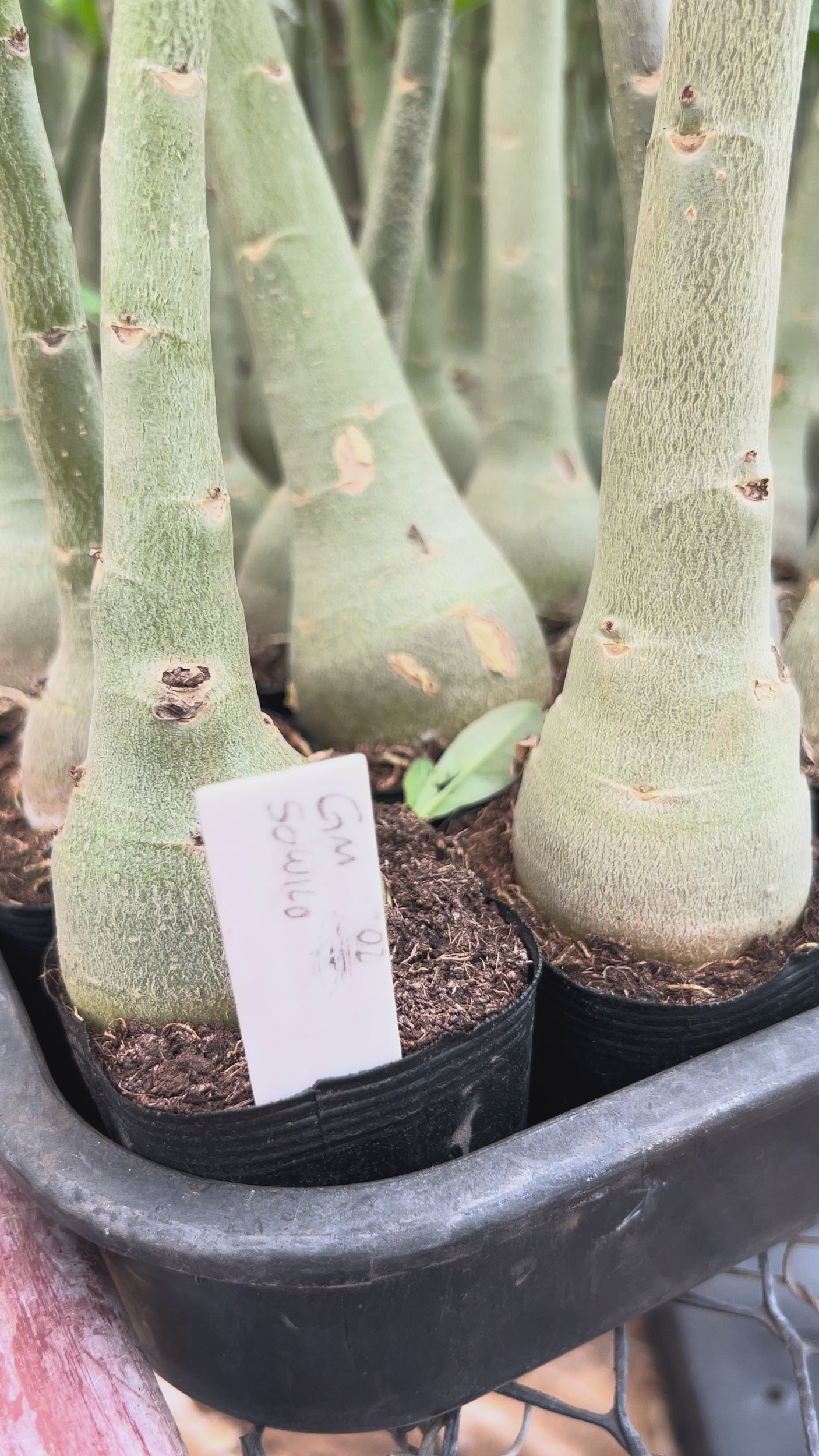 Rosa do Deserto - GM SOWILO