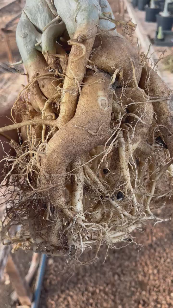 Rosa do Deserto - ARABICUM N°3