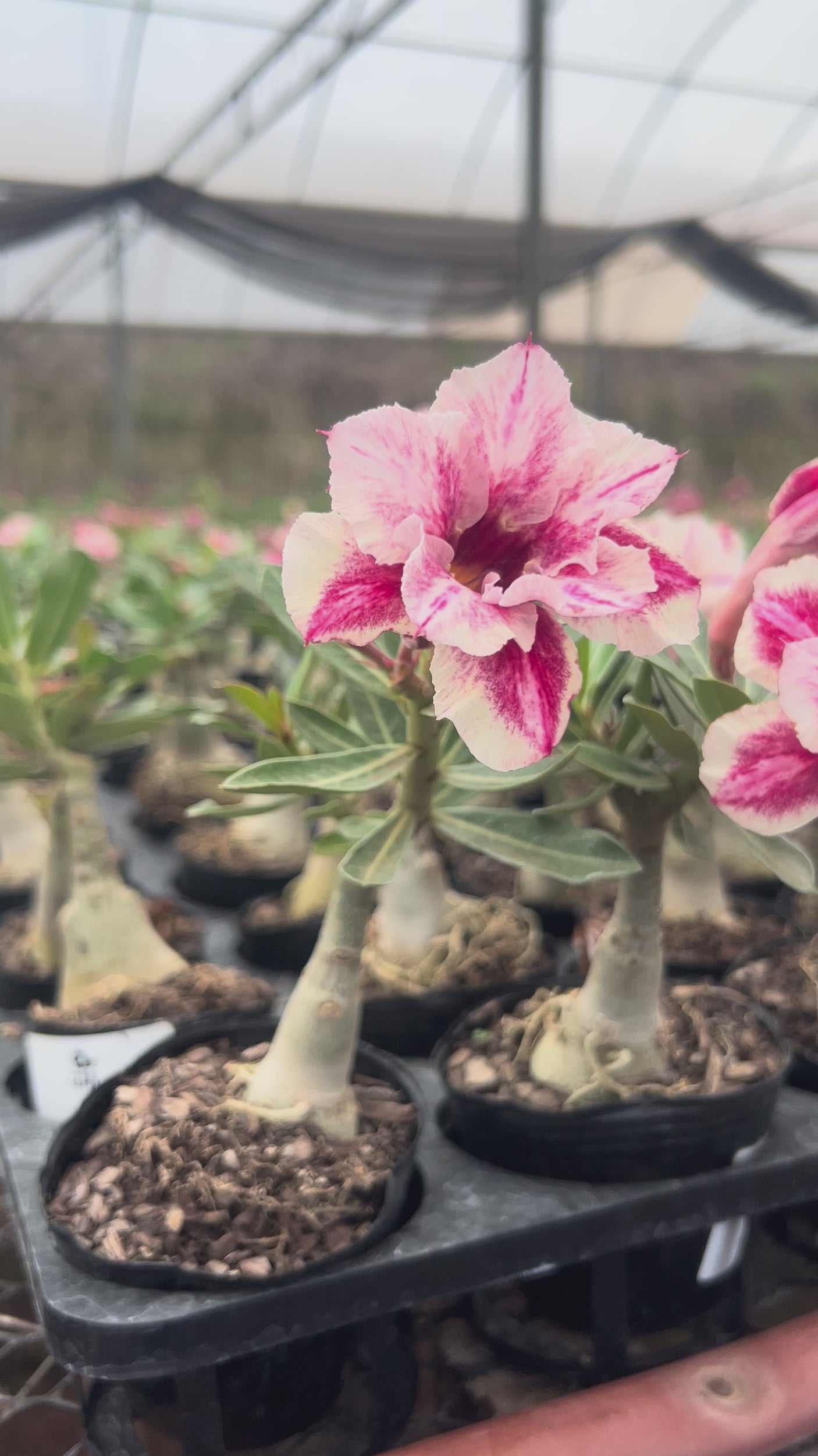 Rosa do Deserto - BRD 103