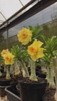 - Rosa do Deserto - GM ZOLTY ( FLOR TRIPLA )