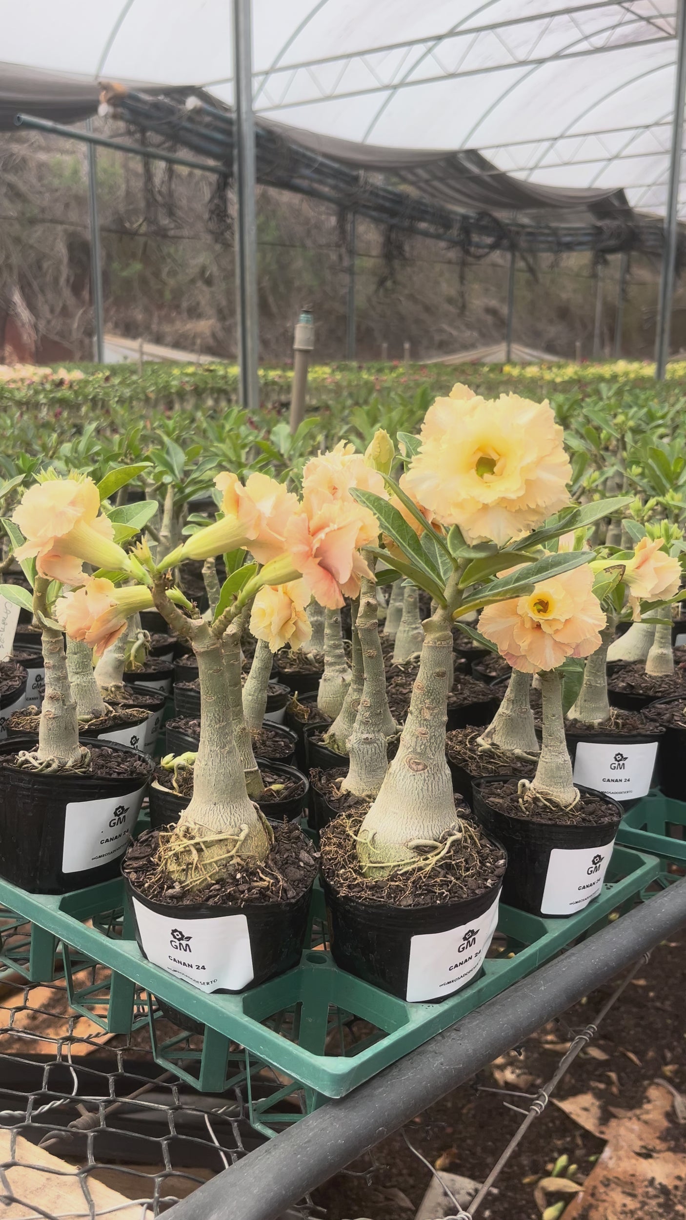 0294- Rosa do Deserto - CANAN 24 ( PERFUMADA )