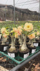 0294- Rosa do Deserto - CANAN 24 ( PERFUMADA )