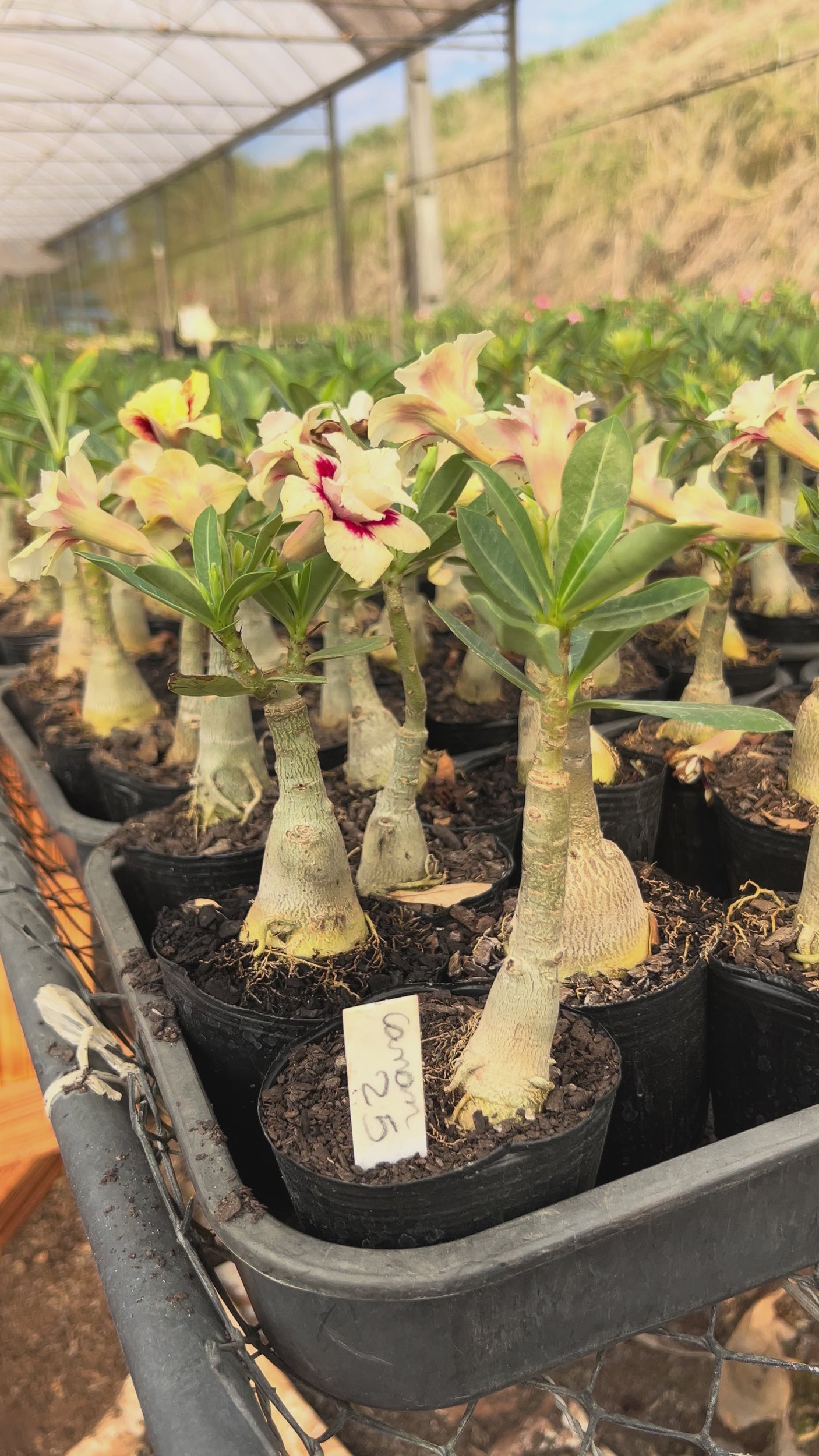 0105 - Rosa do Deserto- CANAN 25