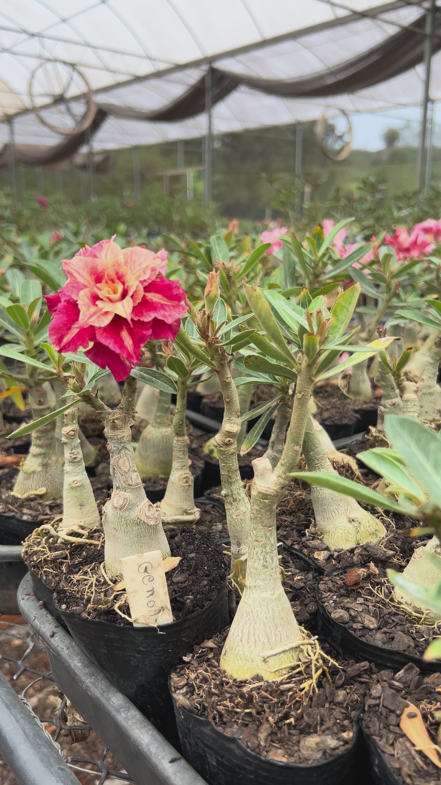 Rosa do Deserto - GENOA