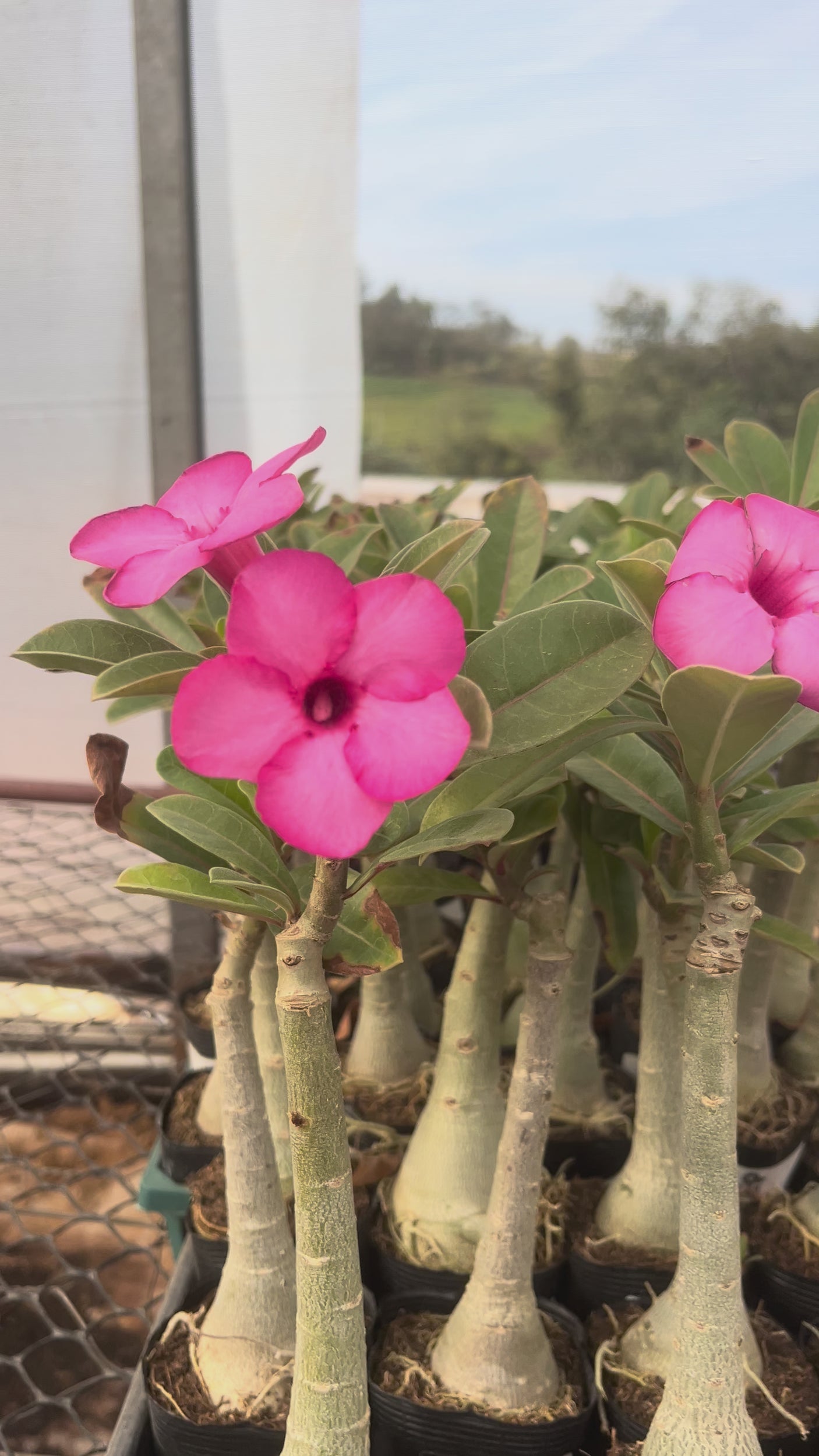 - Rosa do Deserto - SWAZICUM
