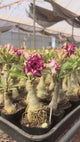 Rosa do Deserto - LM 362