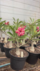 Rosa do Deserto - ENXERTO ADULTO - GM SCORCHED FIRE