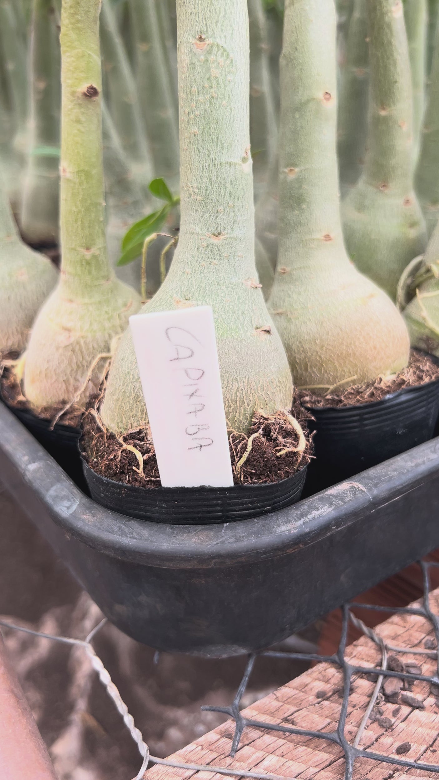 Rosa do Deserto - CAPIXABA