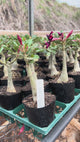 Rosa do Deserto - GM BLACK SHEIK