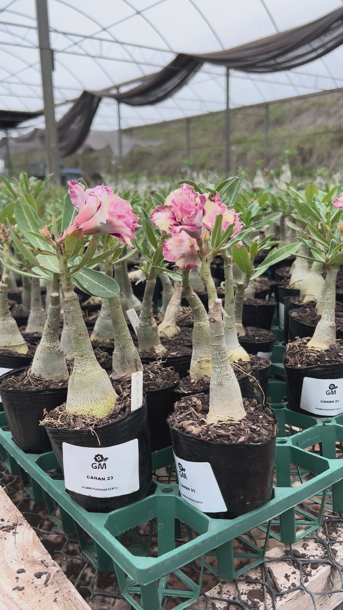 Rosa do Deserto - CANAN 23