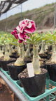 Rosa do Deserto - GM IRON MAN