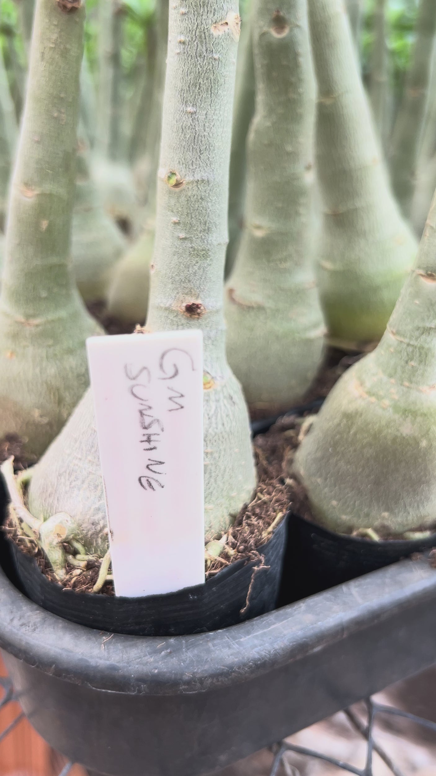 Rosa do Deserto - GM SUNSHINE