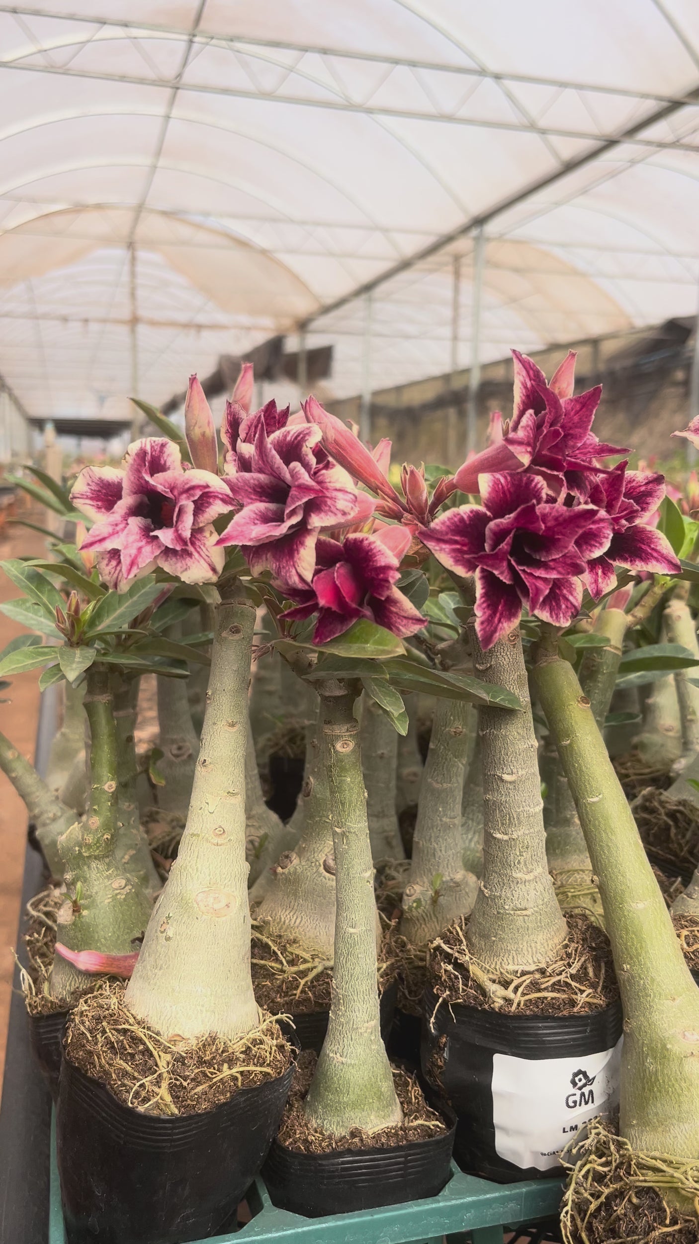 Rosa do Deserto - LM 363 ( PERFUMADA )