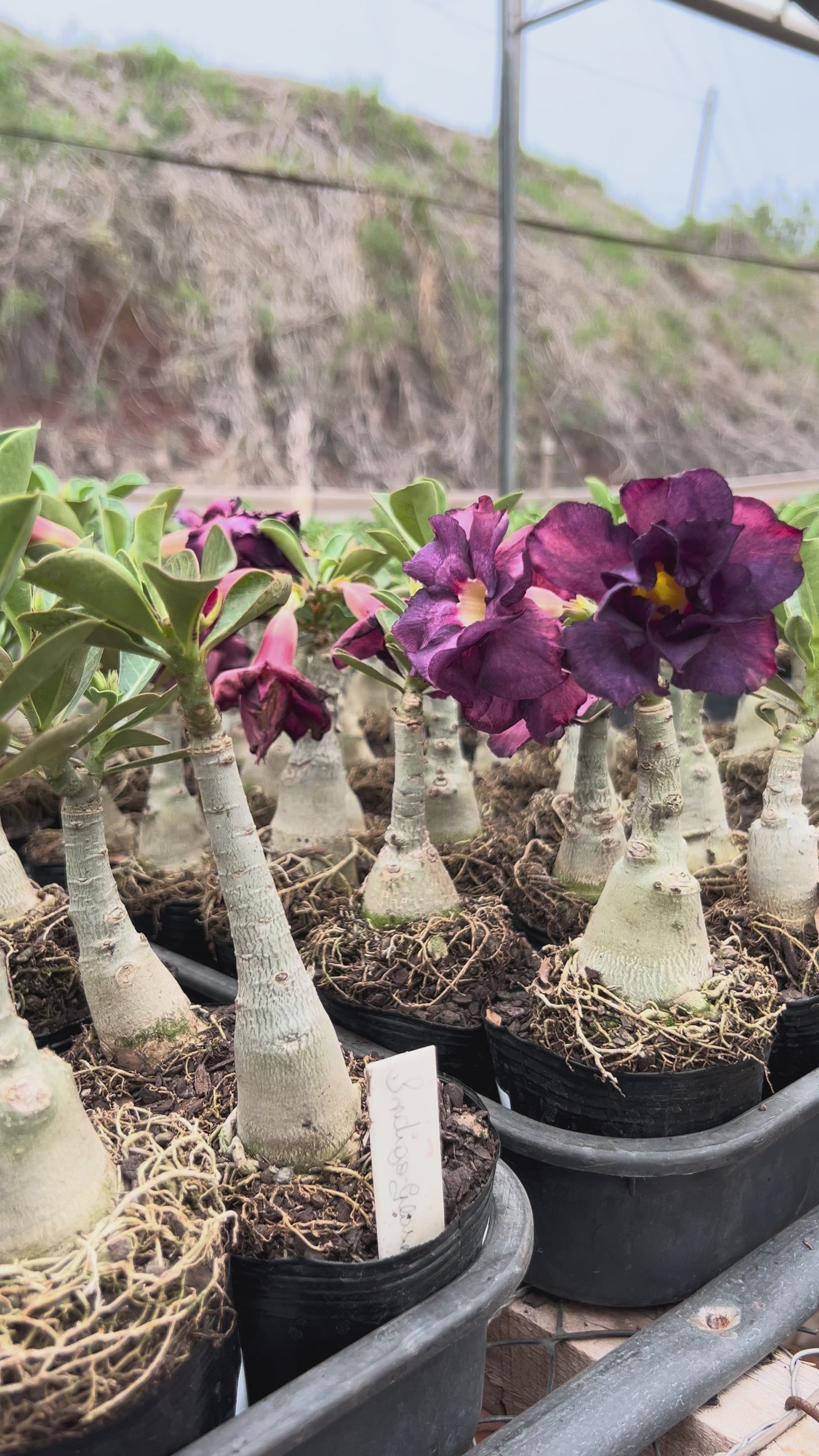 Rosa do Deserto - INDIGO GLAZE