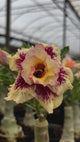 - Rosa do Deserto - MAGICIAN II