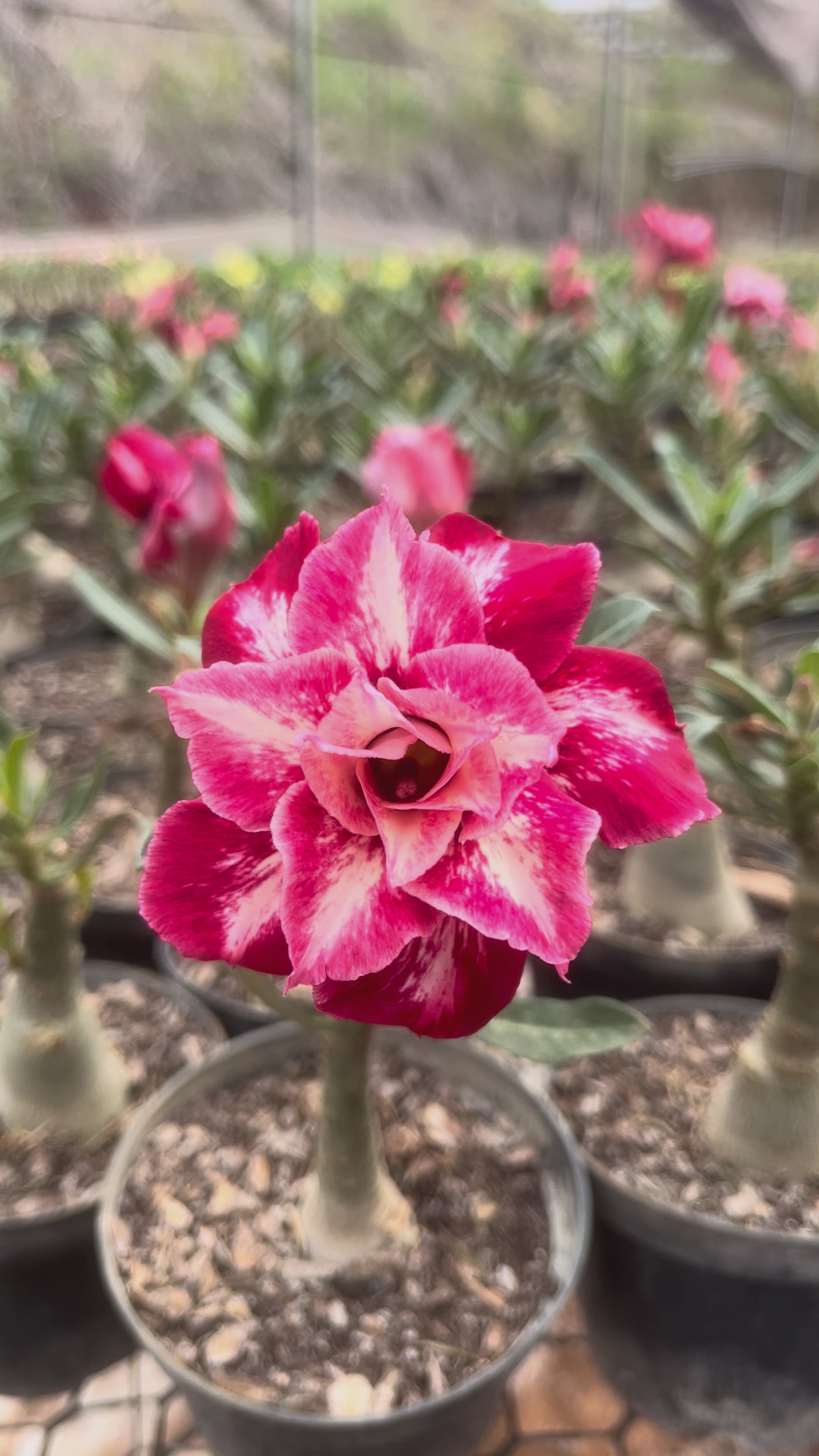 Rosa do Deserto - LM 634