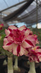 - Rosa do Deserto - GM GRATIDÃO