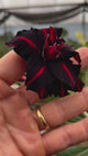 - Rosa do Deserto - GM 53 ( FLOR TRIPLA )